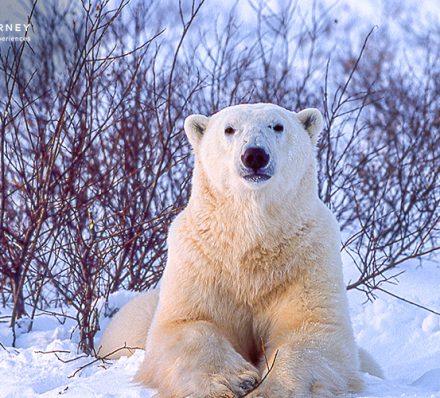 Polar Bears in Churchill Wild