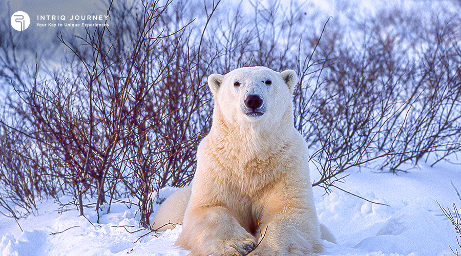 Polar Bears in Churchill Wild
