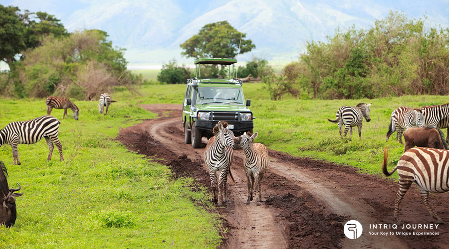 Safari Game Drive South Africa