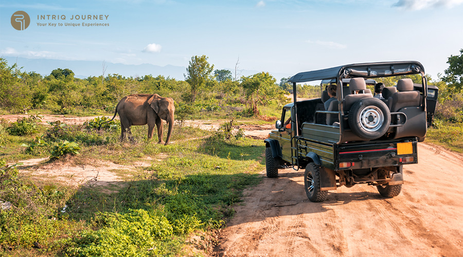 Safari South Africa