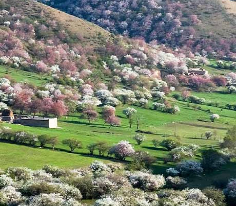 Xinjiang