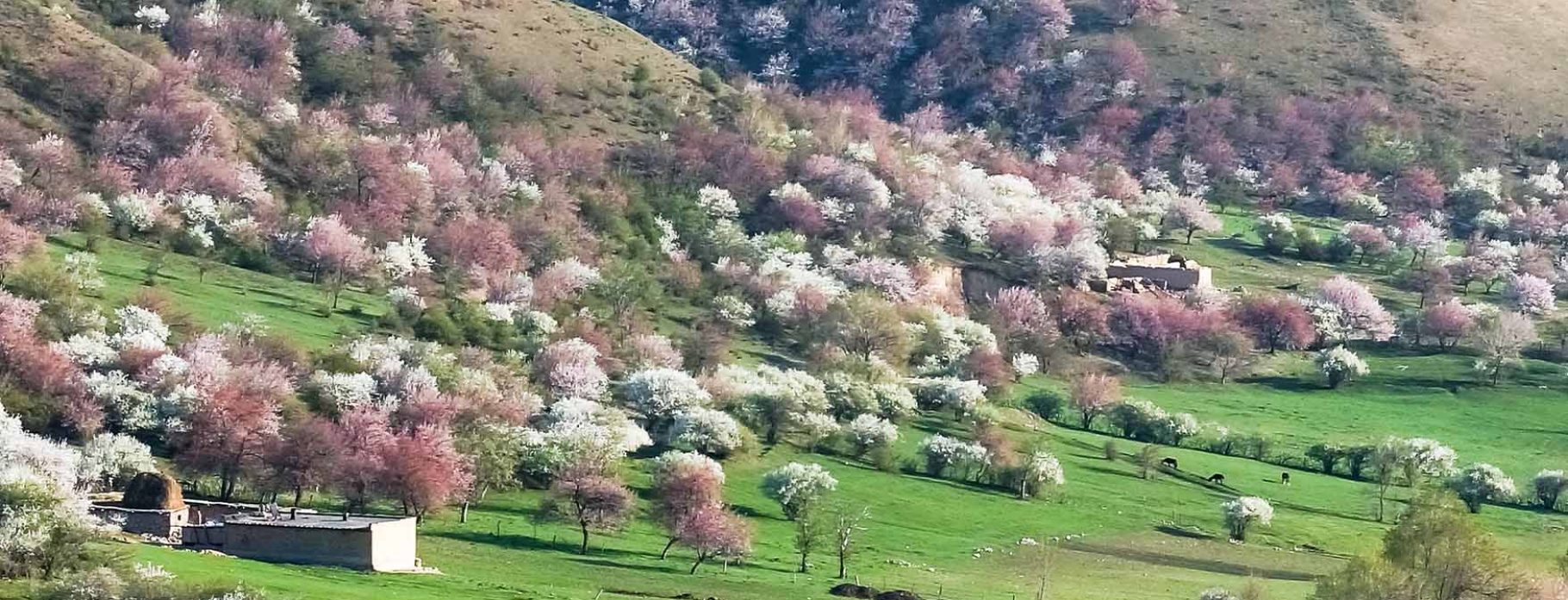 10 DAYS HERITAGE OF SOUTHERN XINJIANG