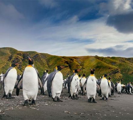 Punta Arenas / Tierra del Fuego (Chile)