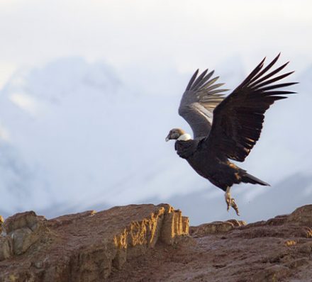 Torres del Paine / Departure from  Punta Arenas