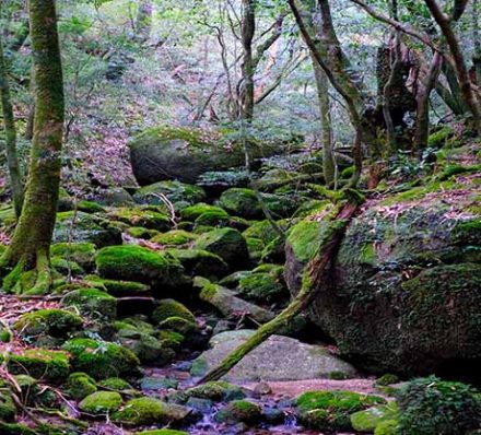 Kirishima / Yakushima Island 