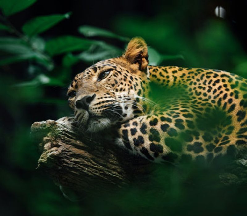 Brazil's Wilderness