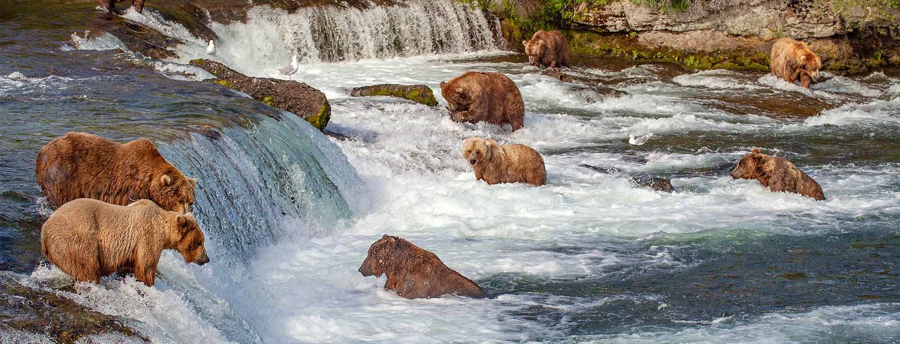 12D UNTAMED ALASKA WITH GRIZZLY BEAR SAFARI 