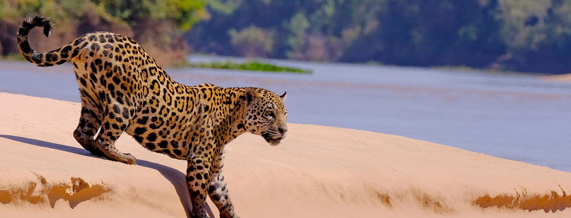 Brazil's Wilderness Quest: Amazon to Jaguarland  with Dr. Charles Munn