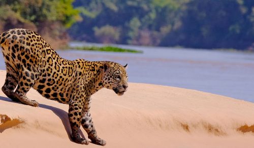 *NEW* 11 DAYS BRAZIL’S WILDERNESS QUEST: AMAZON TO JAGUARLAND  WITH DR. CHARLES MUNN (22 Jun – 2 Jul 2025)