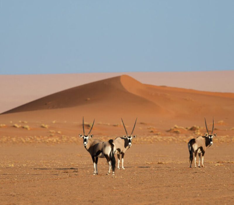 13 DAYS WINGS OVER NAMIBIA & BOTSWANA