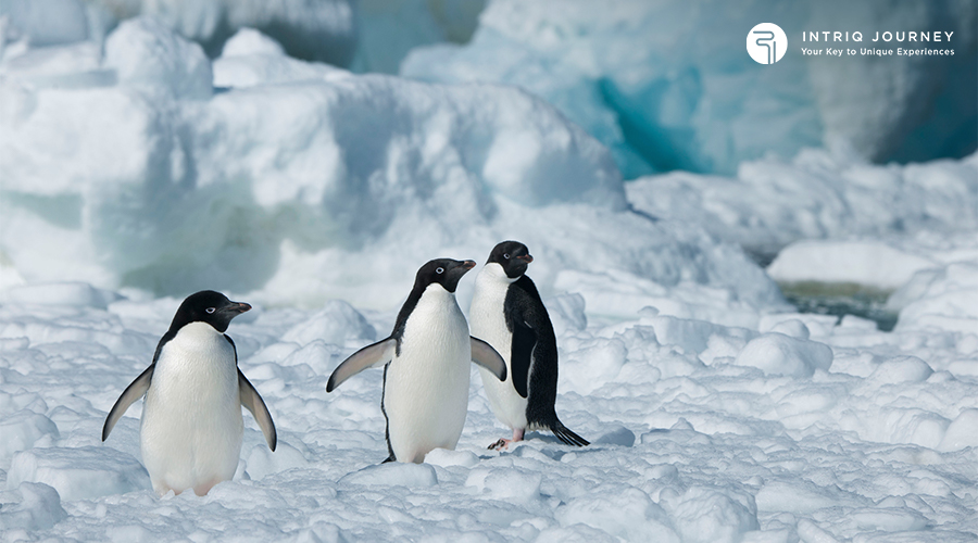Penguins in Antarctica