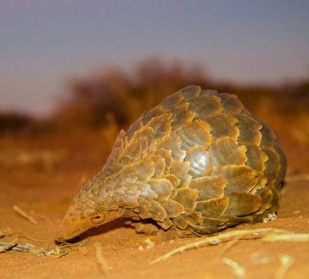 Phinda or Tswalu Kalahari
