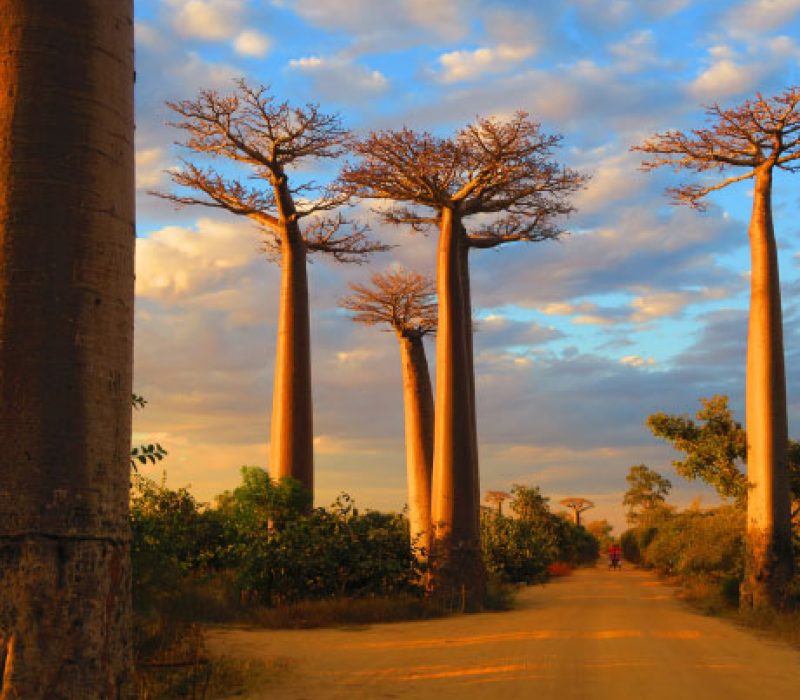 *NEW* 12 DAYS MADAGASCAR AIR SAFARI (01 – 12 Jun 2026)
