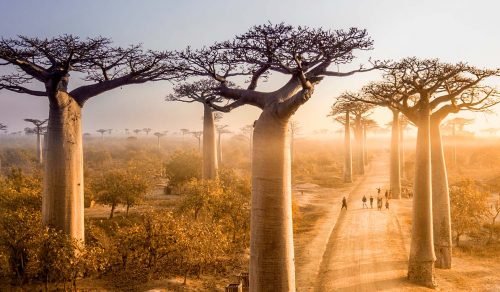 *NEW* 12 DAYS MADAGASCAR AIR SAFARI (15 – 26 Jun 2026)
