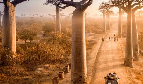 10 DAYS WILD MADAGASCAR: KINGDOM OF LEMURS & BAOBABS