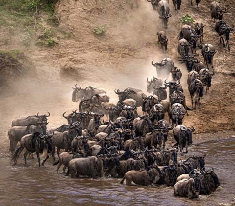 *NEW* 9 DAYS TANZANIA MIGRATION SAFARI (18 – 26 Jul 2026)