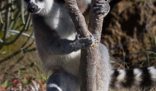 *NEW* 12 DAYS MADAGASCAR AIR SAFARI (01 – 12 Jun 2026)
