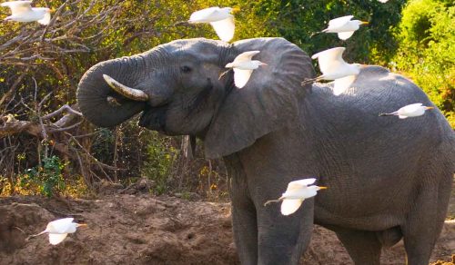 11 DAYS WILD ZAMBIA
