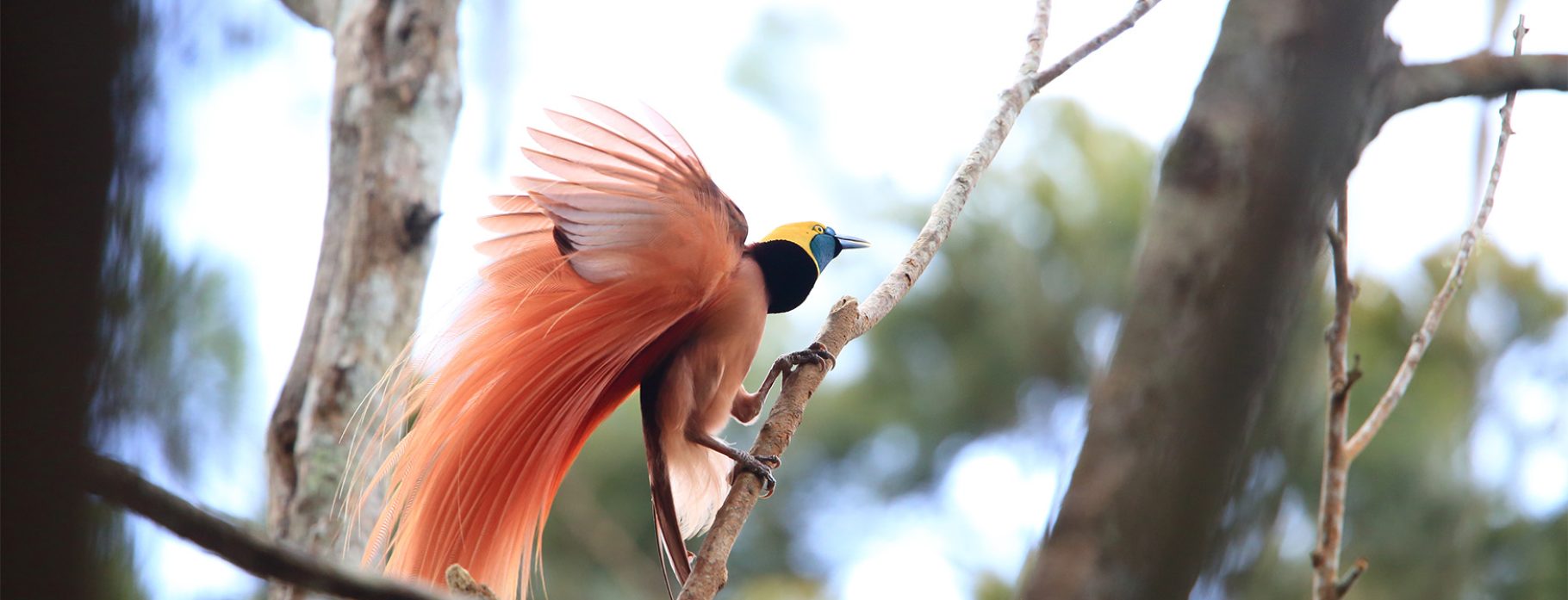 Papua New Guinea