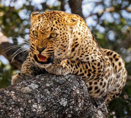 Arrival in Lusaka / South Luangwa NP