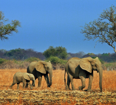 South Luangwa NP
