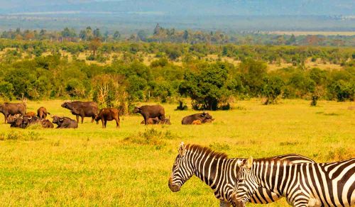 10 DAYS KENYA FAMILY SAFARI