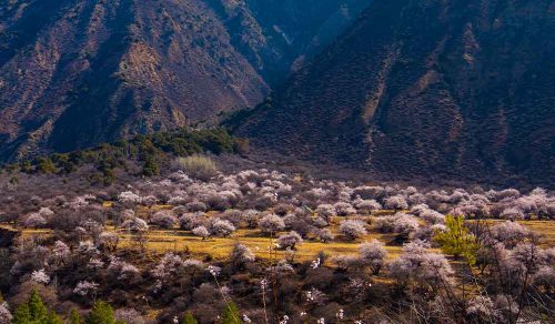 *NEW* 8 DAYS TIBET PEACH BLOSSOM BLOOM (01 – 08 Apr 2026)