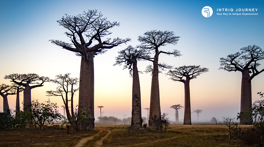 Madagascar baobab trees