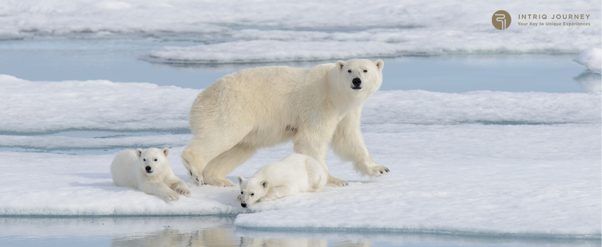 Polar bear with cubs on ice during Arctic cruise.