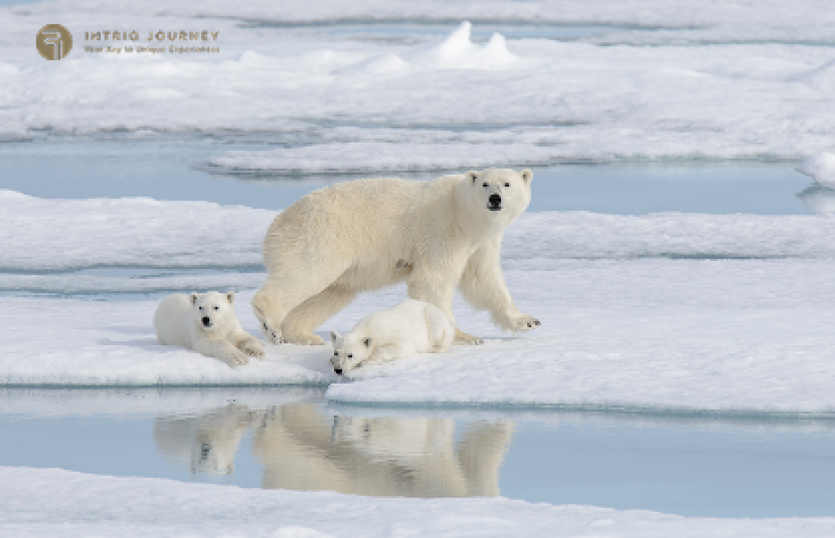 Wildlife Encounters on an Arctic Cruise: Polar Bears, Whales, and More