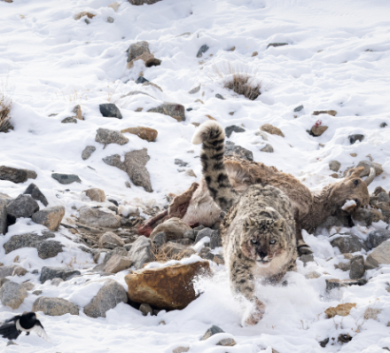 04 MAR 2027 (THU) HEMIS NATIONAL PARK