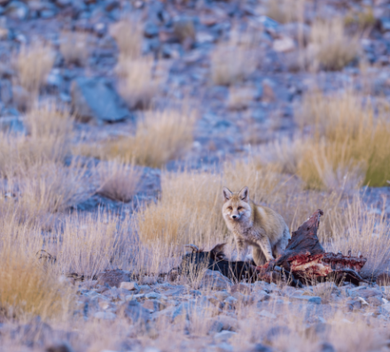02 MAR 2027 (TUE) HEMIS NATIONAL PARK