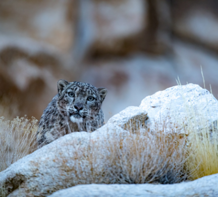 06 MAR 2027 (SAT) HEMIS NATIONAL PARK