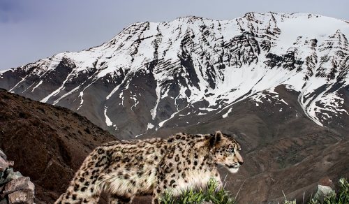 *NEW* 11 DAYS LADAKH: SNOW LEOPARD EXPEDITION (25 FEB – 07 MAR 2027)