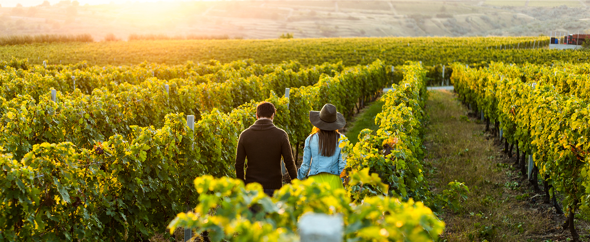 Couple walking through a sun-drenched vineyard on a luxury tour.