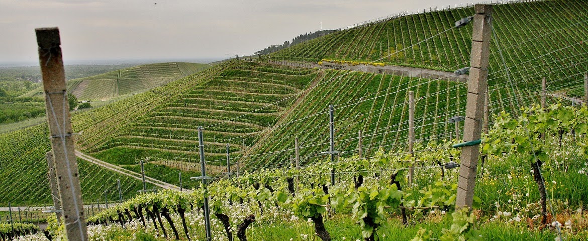 Lush terraced vineyards in Italy for luxury culinary tours.