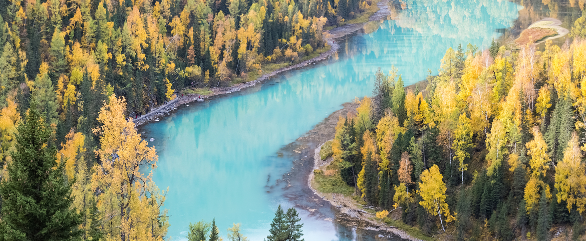Turquoise river winding through vibrant autumn alpine forest in Xinjiang.