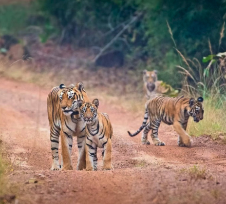05 DEC 2027 (SUN) DELHI / TADOBA NP