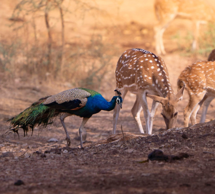 07 DEC 2027 (TUE) TADOBA NP